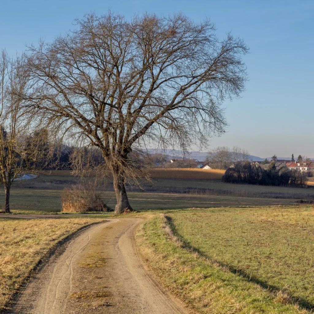 Berufs- und Laufbahnberatung: Weggabelung in ländlicher Landschaft mit Baum im Zentrum