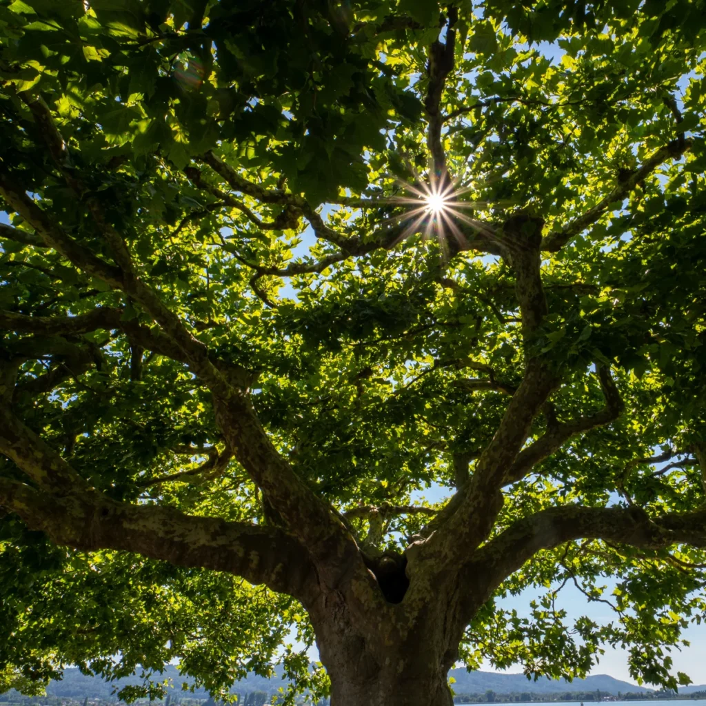 Krone einer Platane am See im Gegenlicht mit Sonnenstern als Symbol für Standortbestimmung und Schritte in die Zukunft